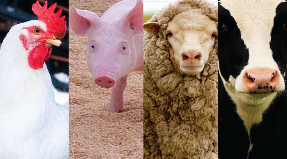 image of a chicken, swine, sheep and cow